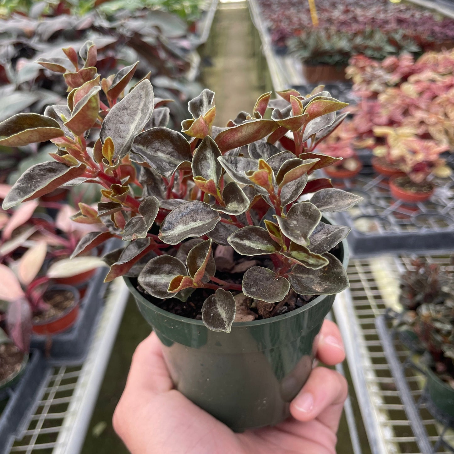 Peperomia 'Metallica' 4"