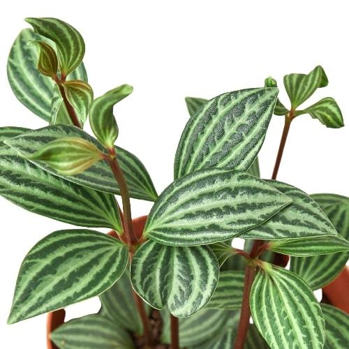 Peperomia 'Parallel'