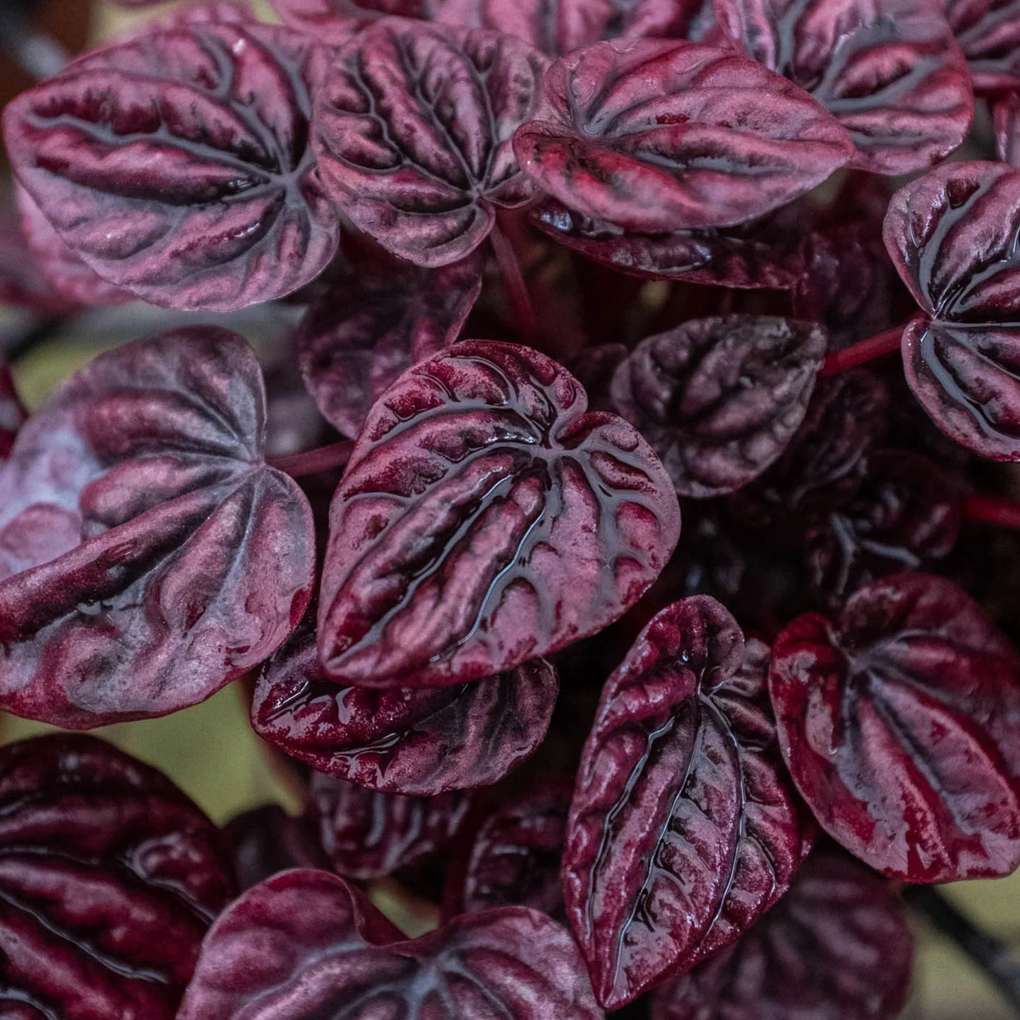 Peperomia 'Ripple Red'