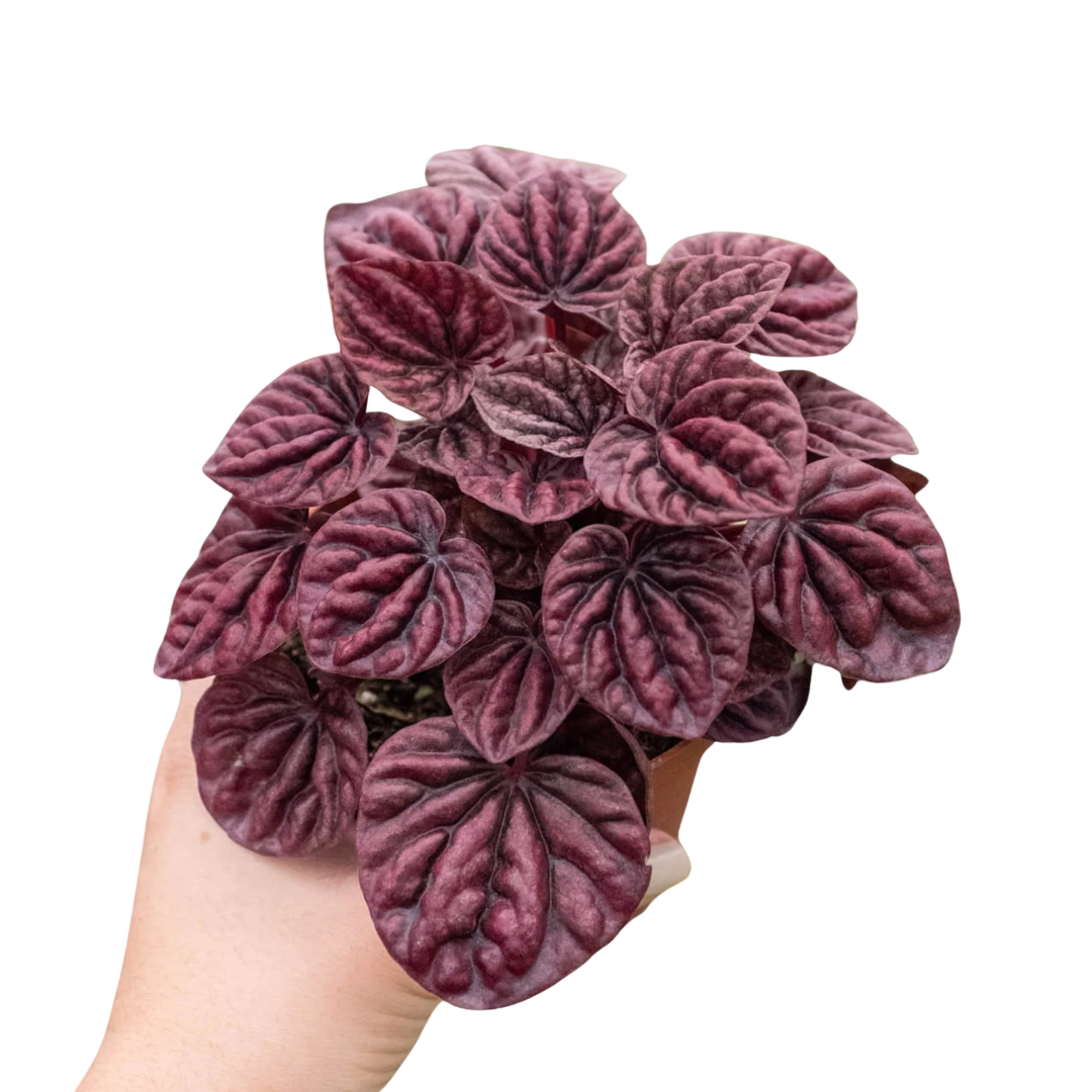 Peperomia 'Ripple Red'