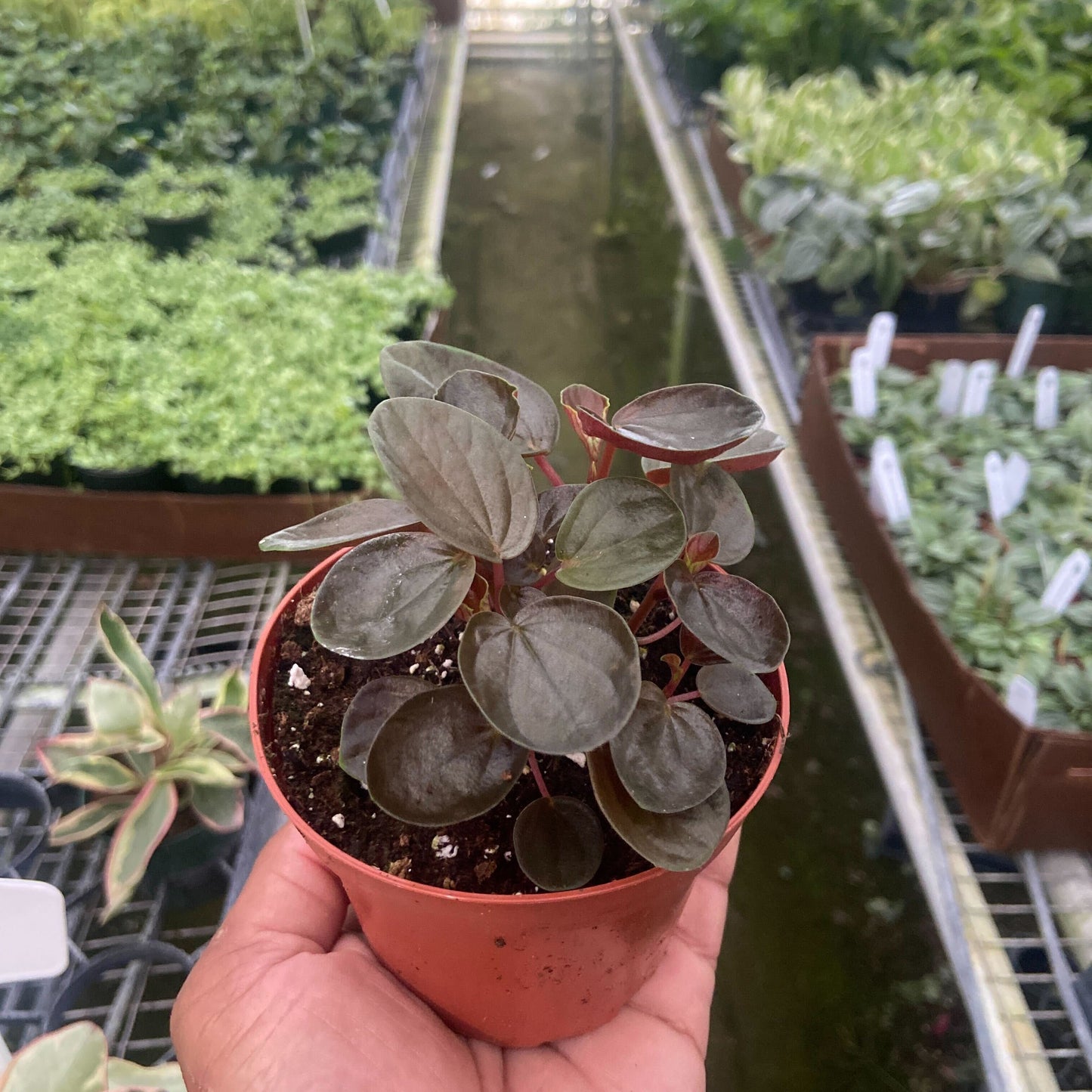 Peperomia 'Rugosa'