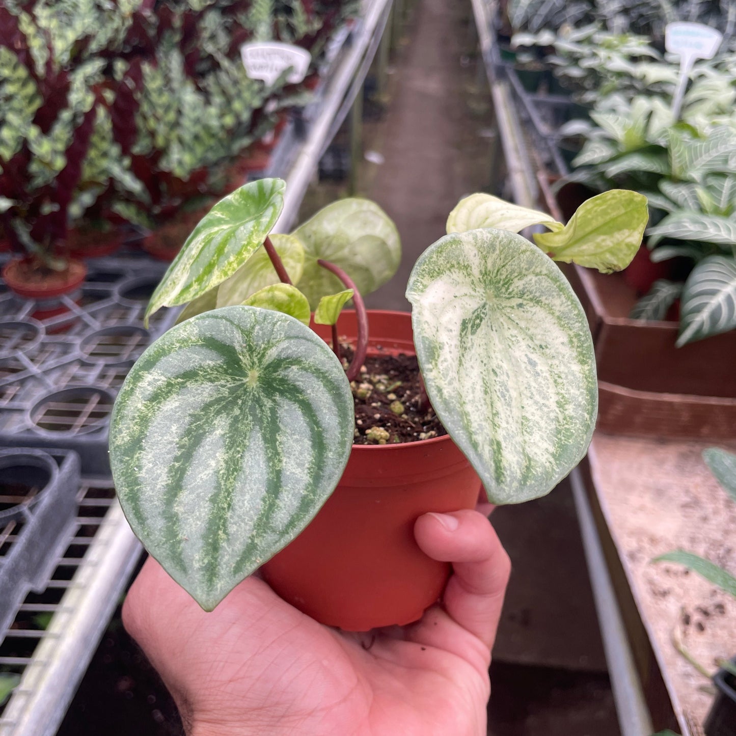 Peperomia 'Watermelon Variegated'