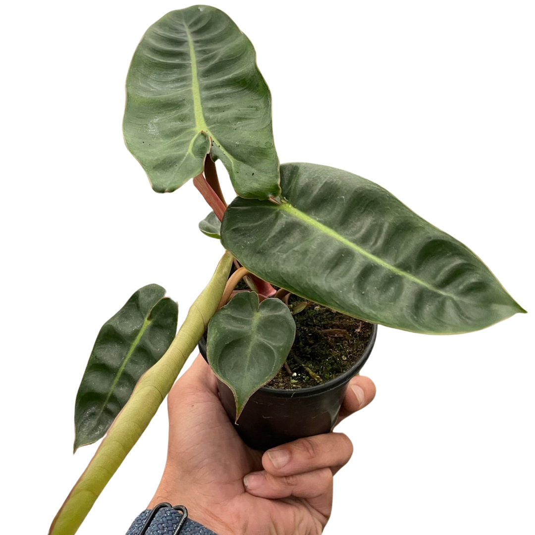 Philodendron 'Billietiae'