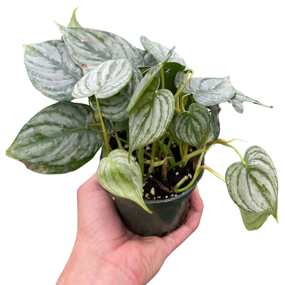 Philodendron 'Brandi'