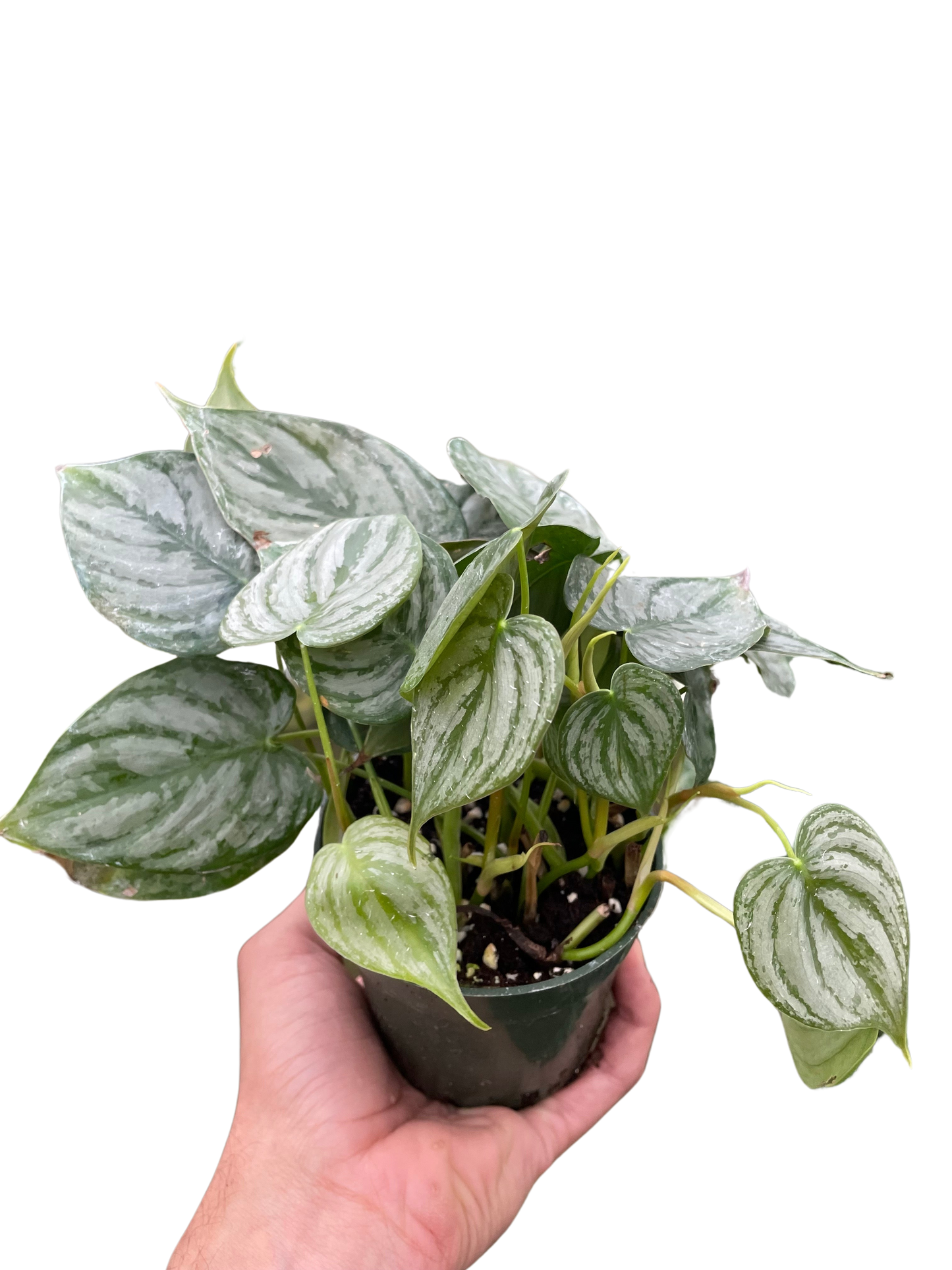 Philodendron 'Brandi'