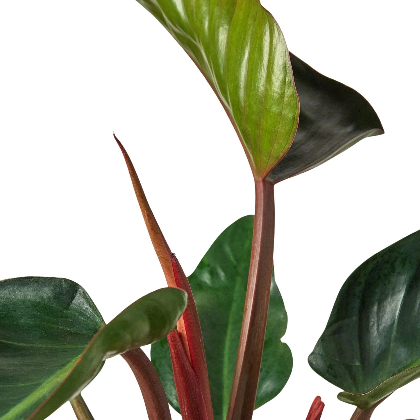 Congo Rojo Philodendron 4"