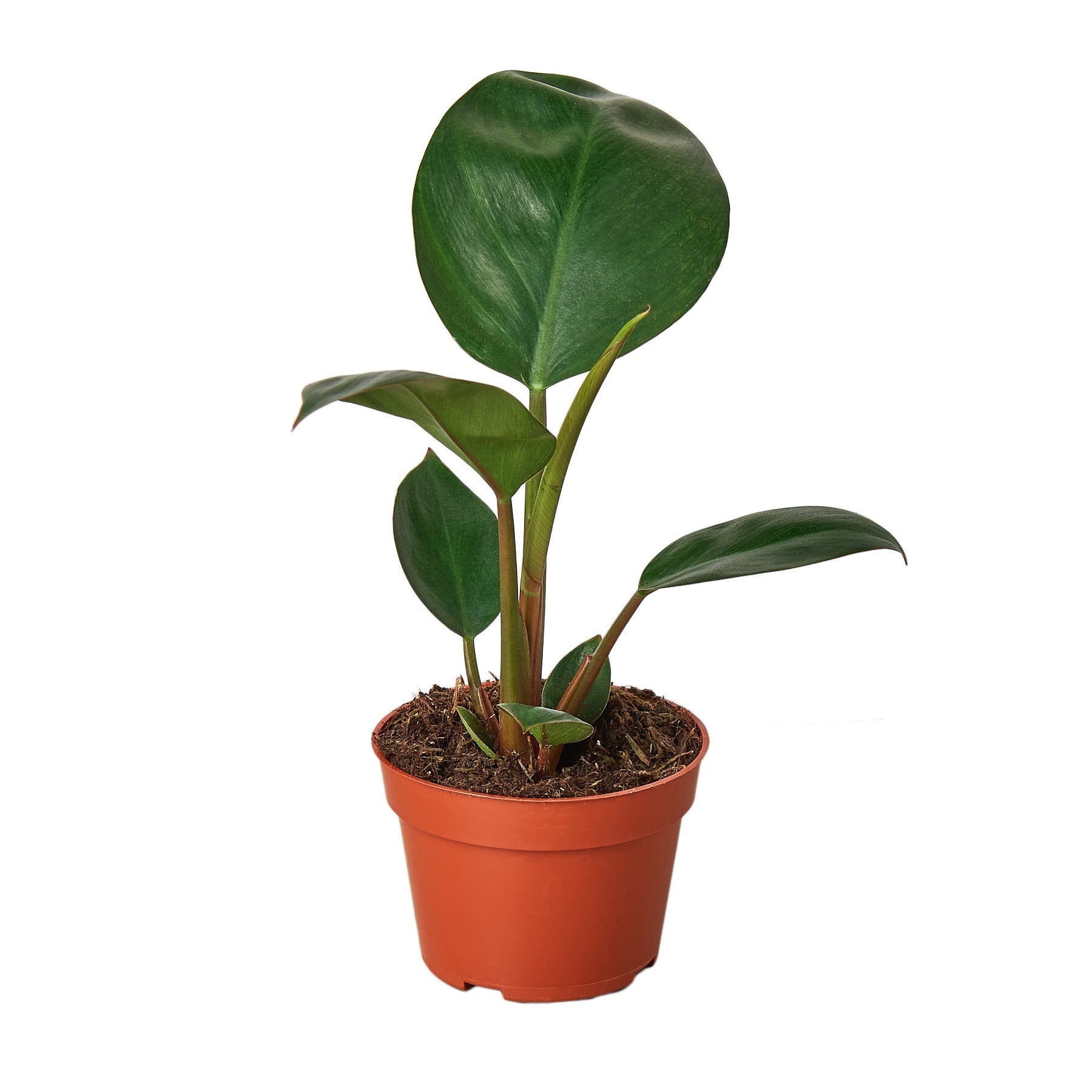 Congo Rojo Philodendron 4"