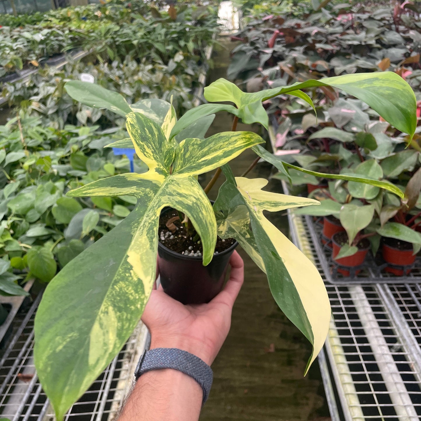 Philodendron Florida Beauty Variegated 4"