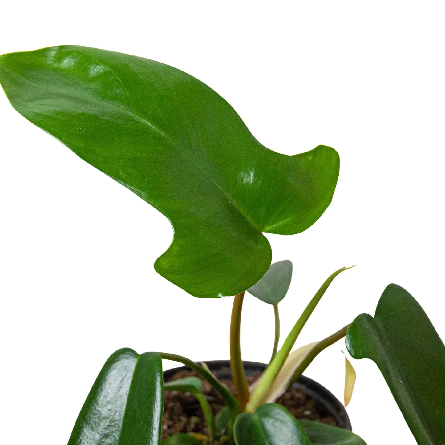 Philodendron 'Florida Green'