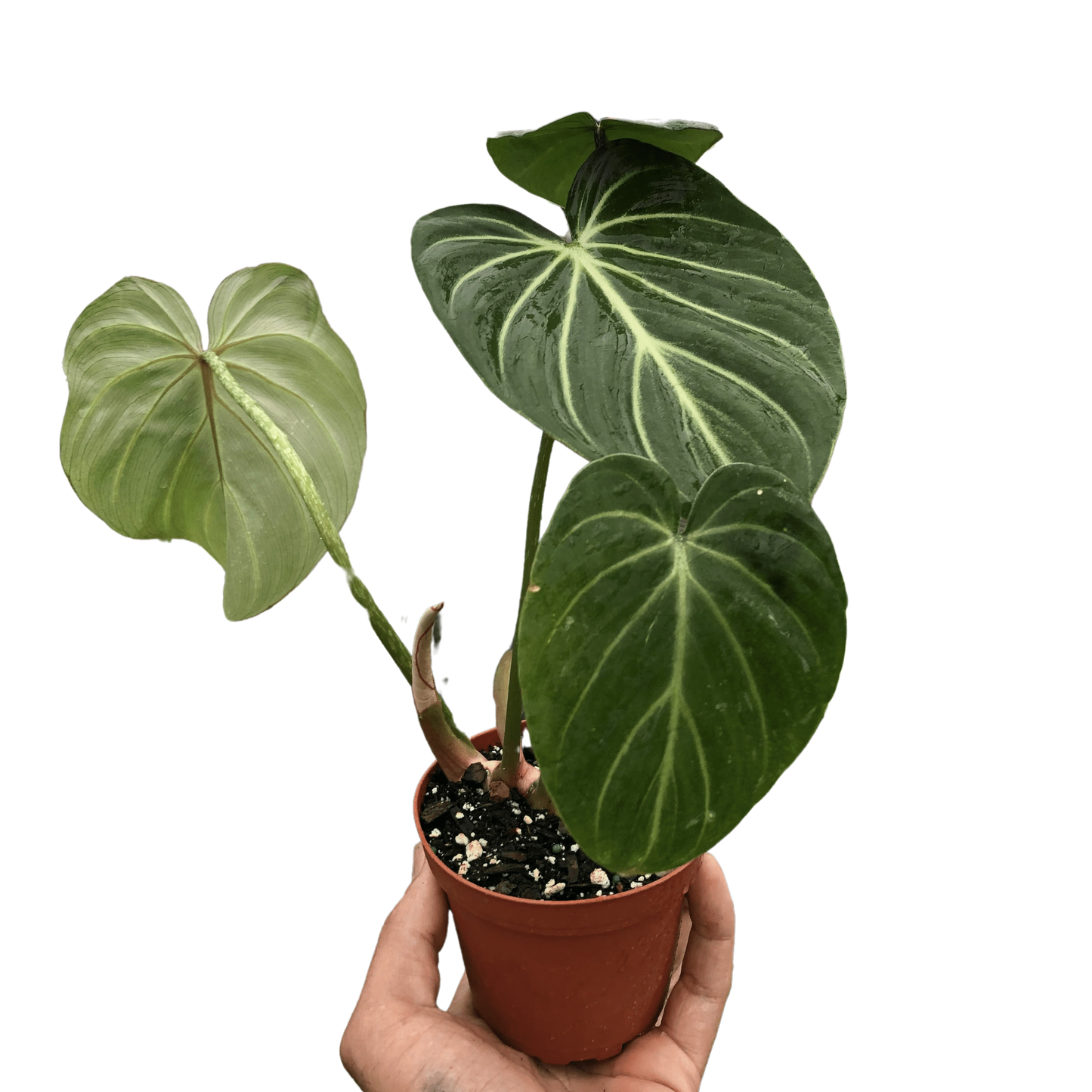 Philodendron Gloriosum 3"