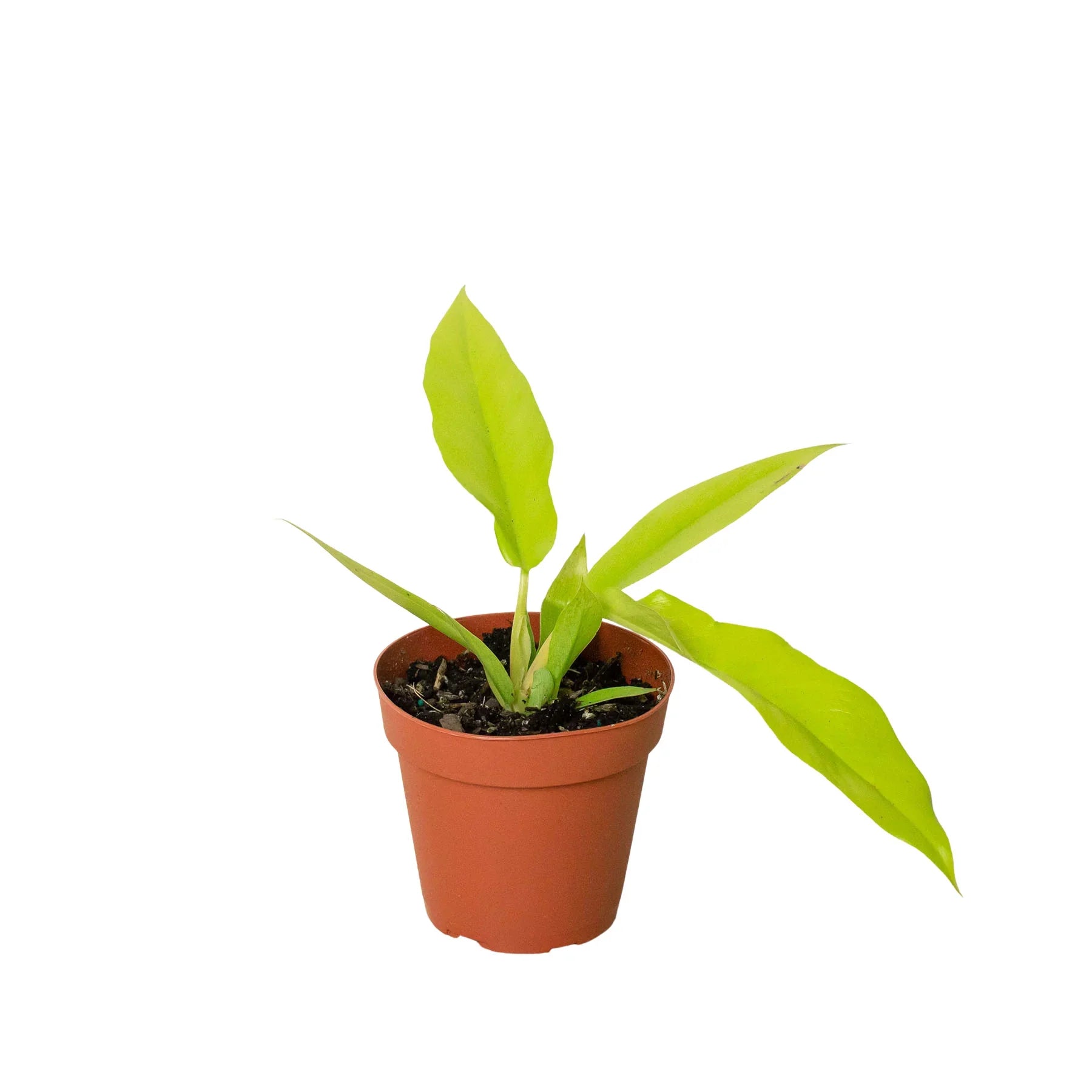 Philodendron Golden Ring 3"