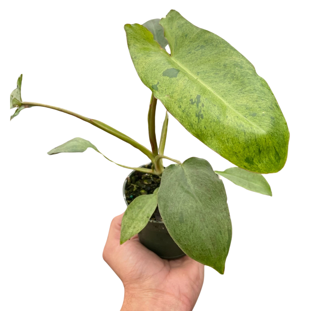 Philodendron Paraiso Verde 4"