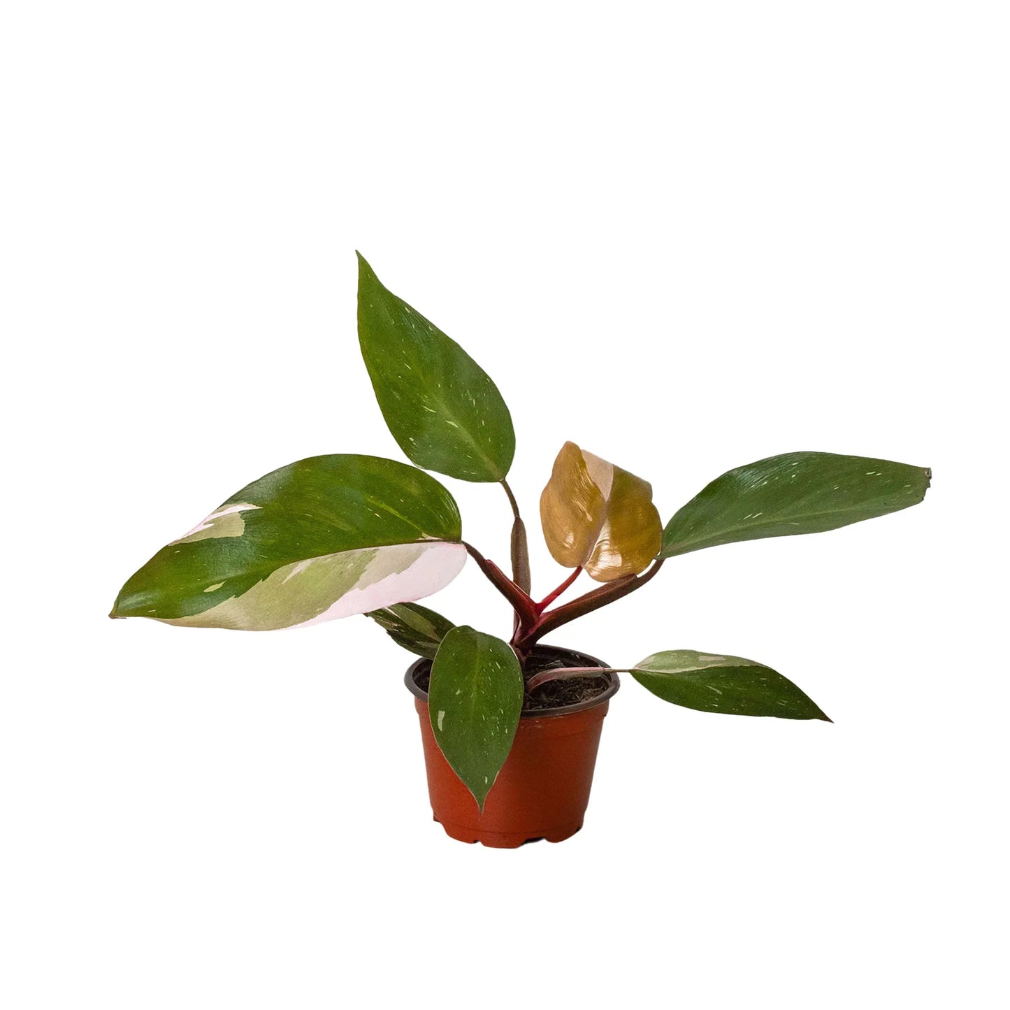 Pink Princess Philodendron 4"