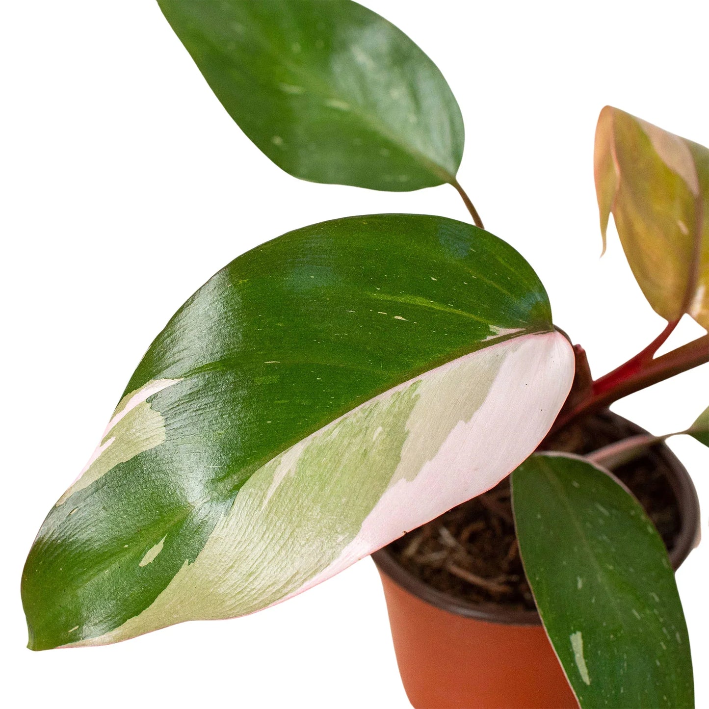 Pink Princess Philodendron 4"