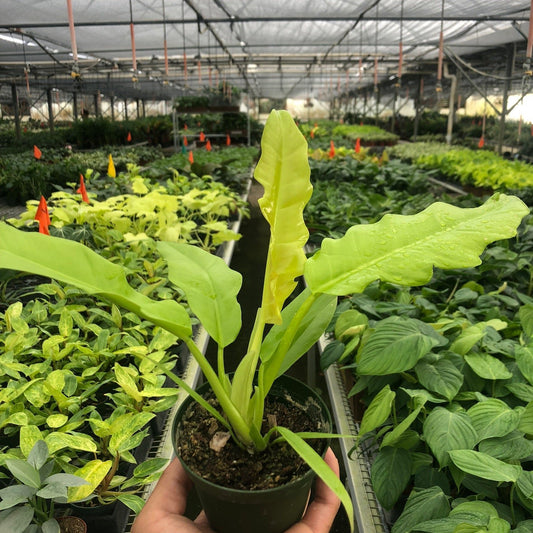 Philodendron Golden Ring 4"