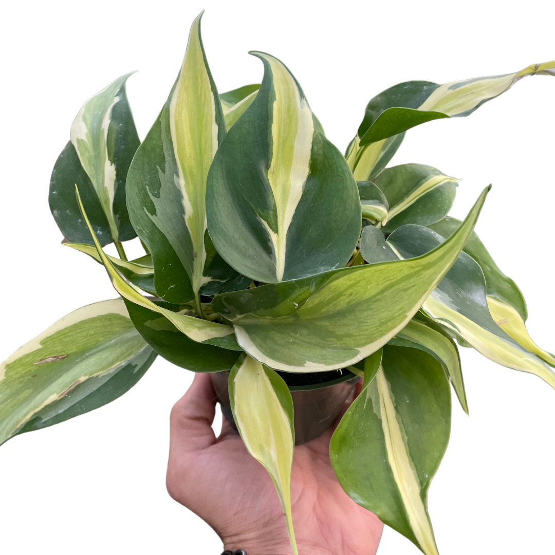 Philodendron 'Silver Stripe'