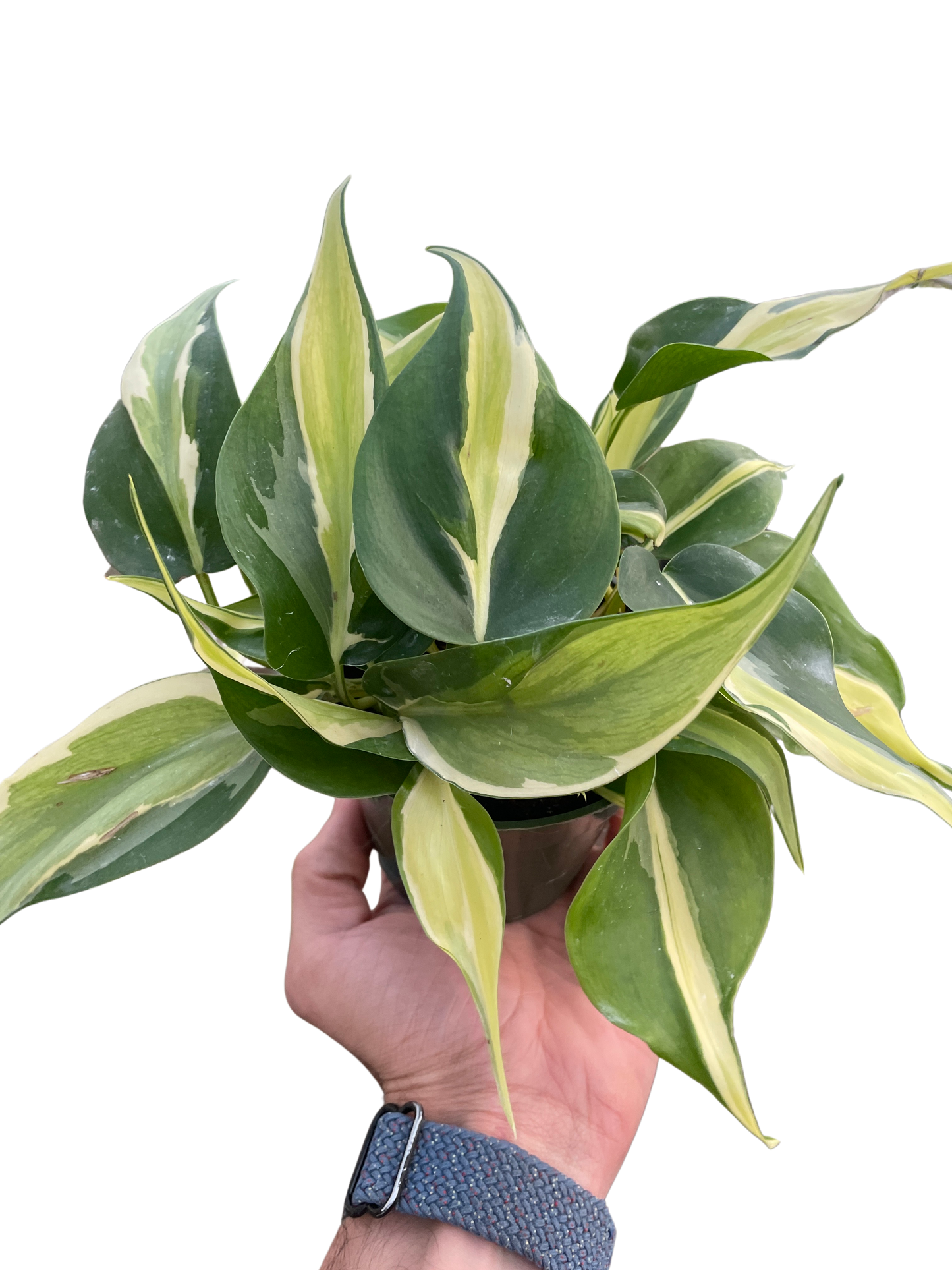 Philodendron 'Silver Stripe'