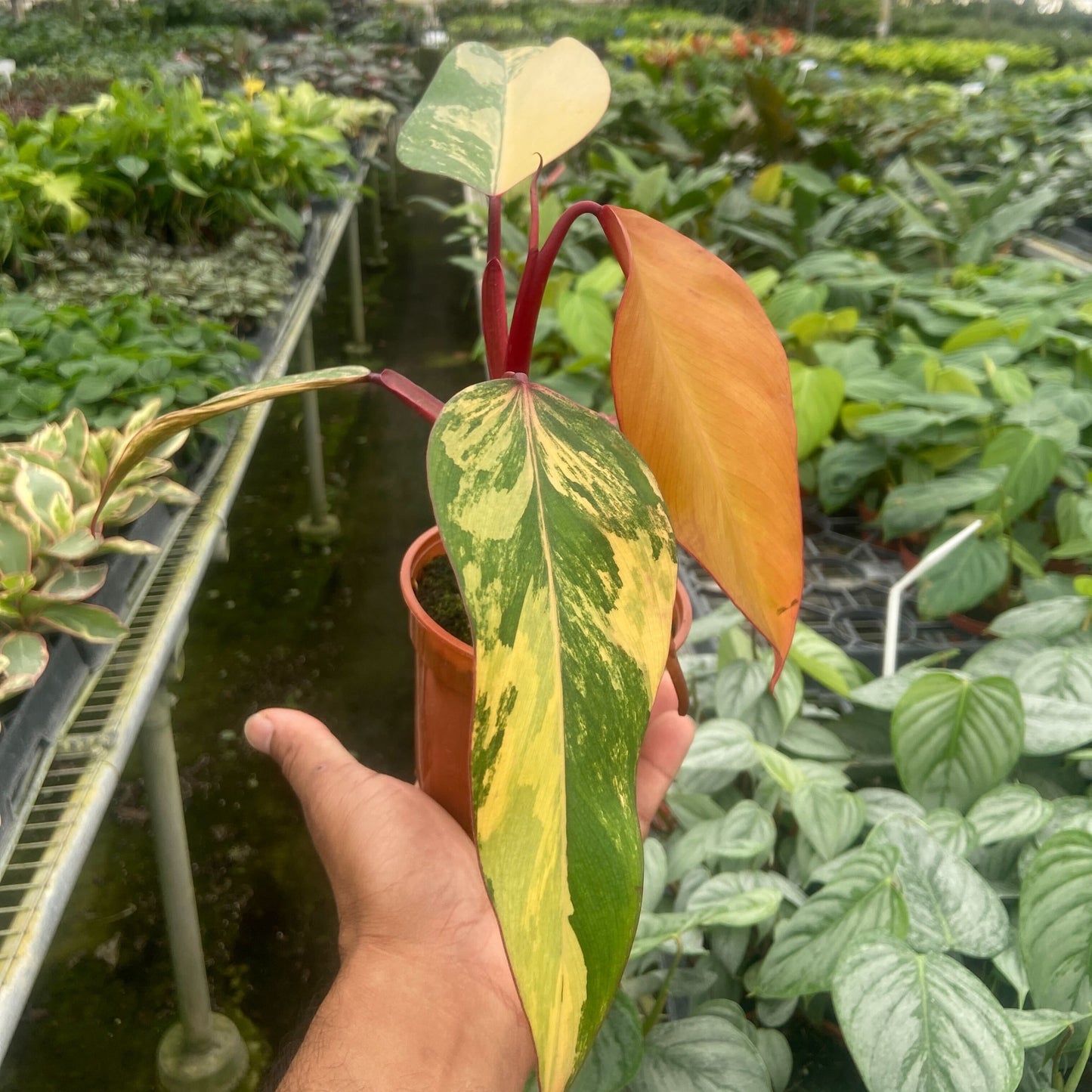 Philodendron 'Strawberry Shake'