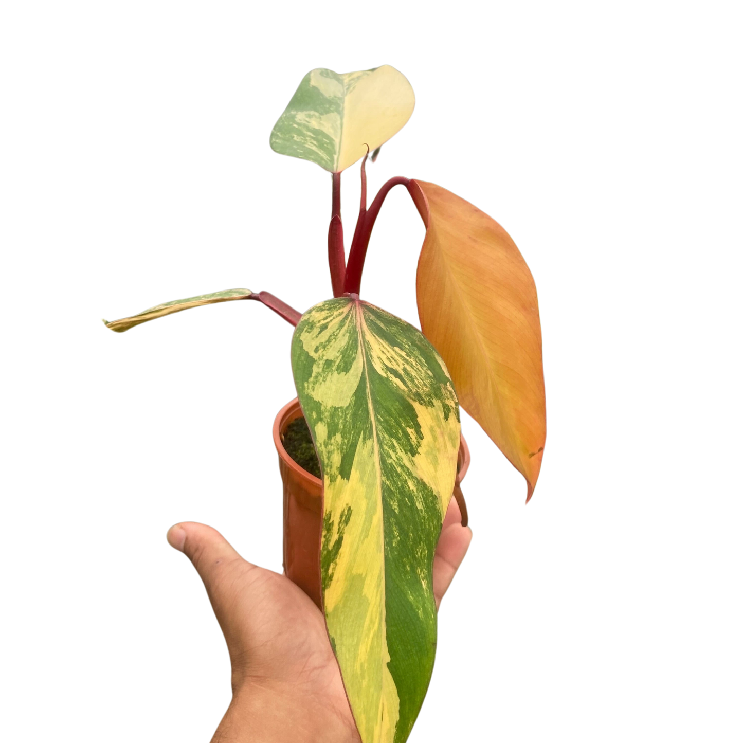 Philodendron 'Strawberry Shake'