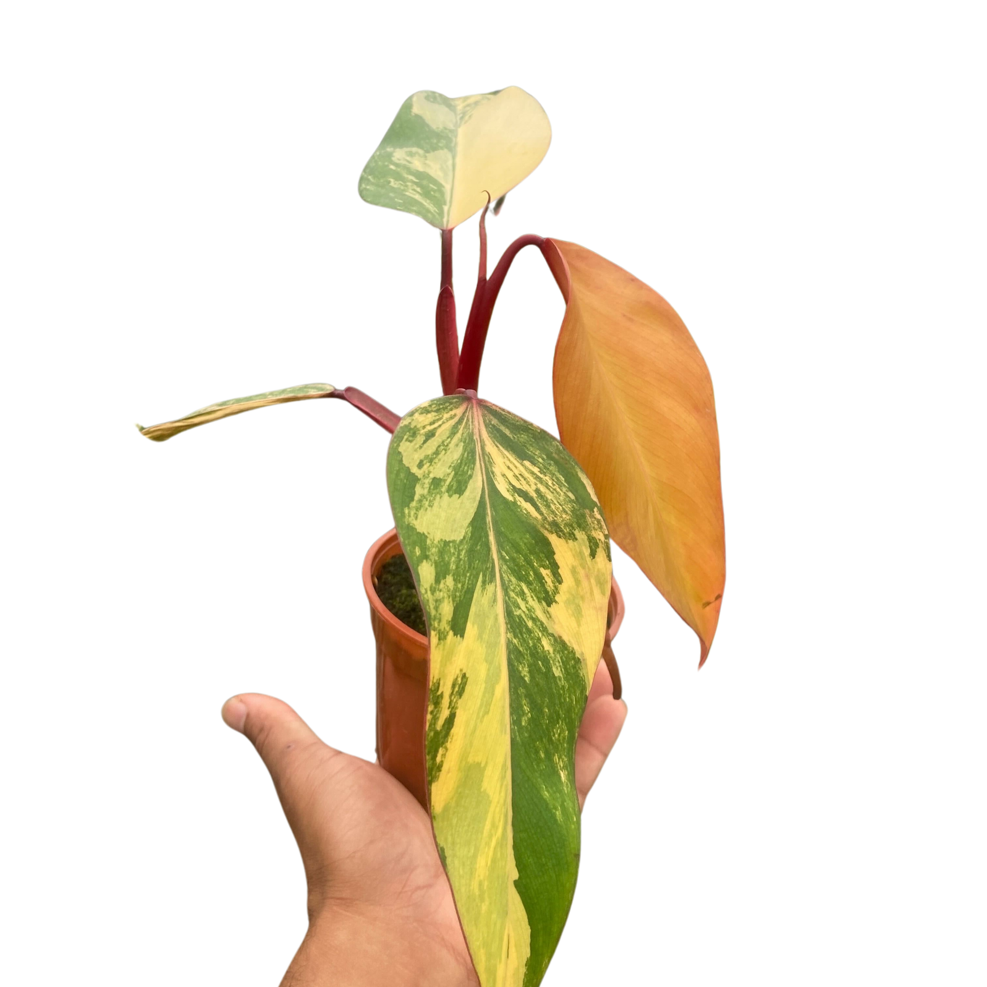 Philodendron 'Strawberry Shake'