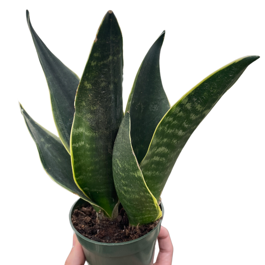 Snake Plant Fabi 4'