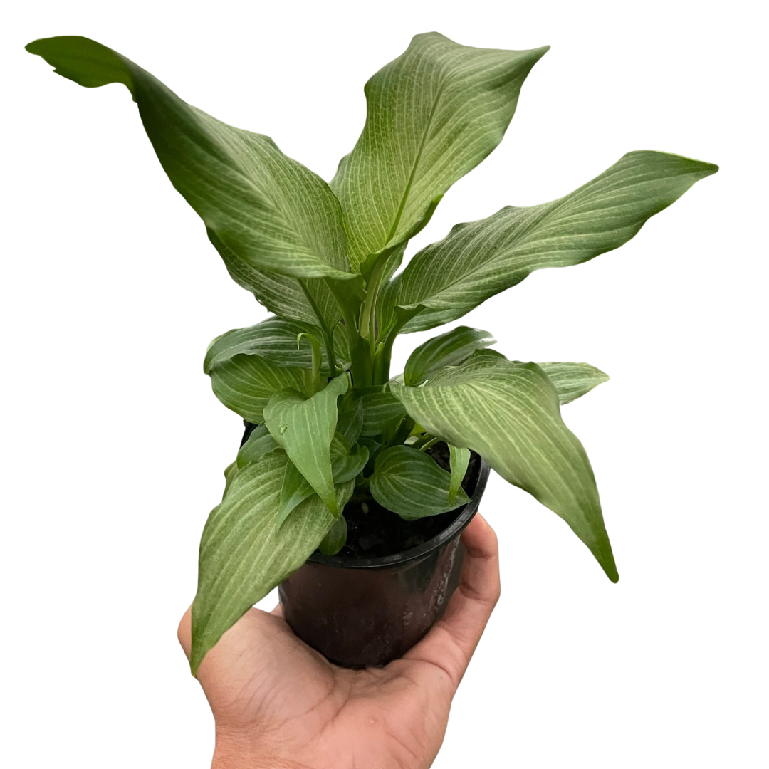 Spathiphyllum 'Platinum Mist'