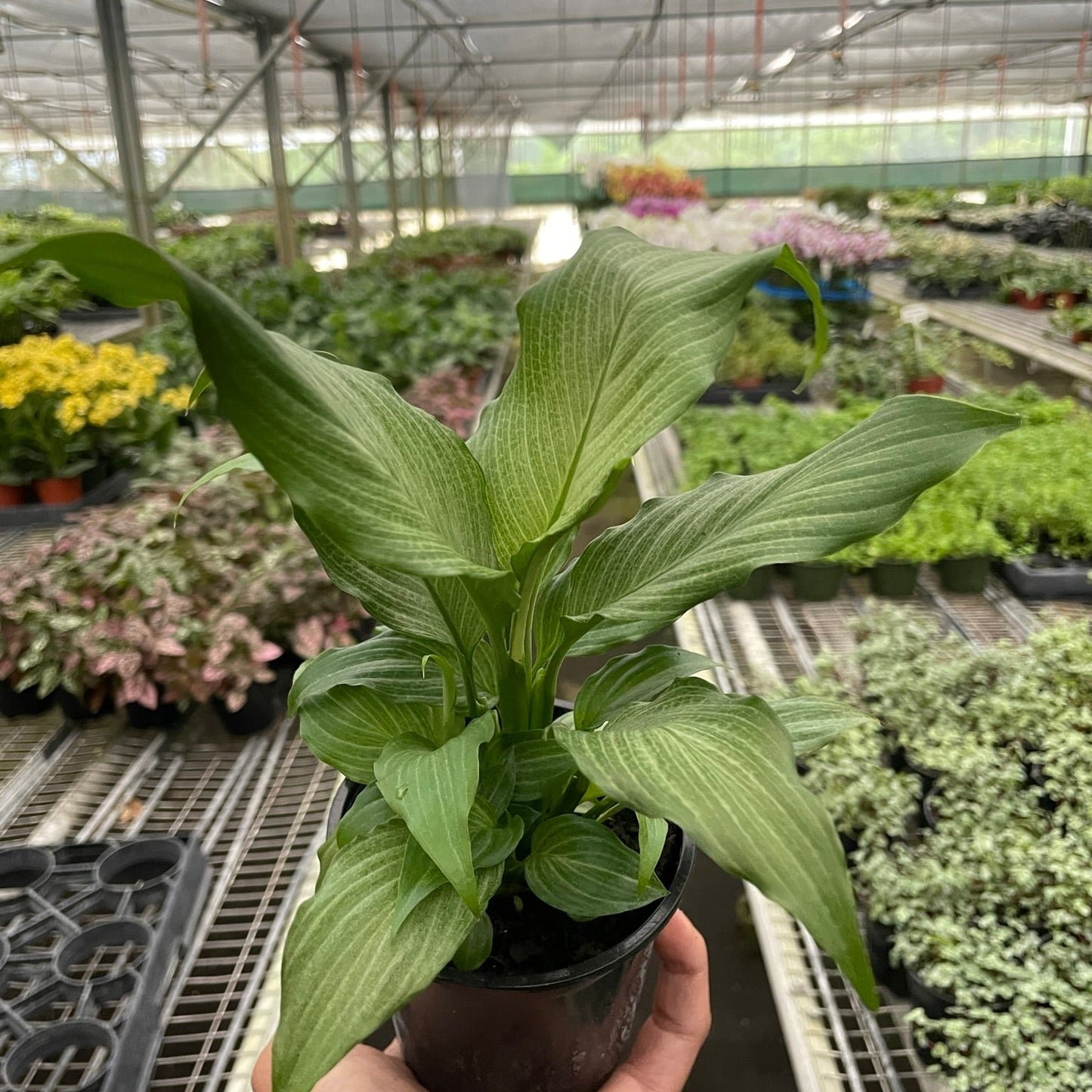 Spathiphyllum 'Platinum Mist' 4"