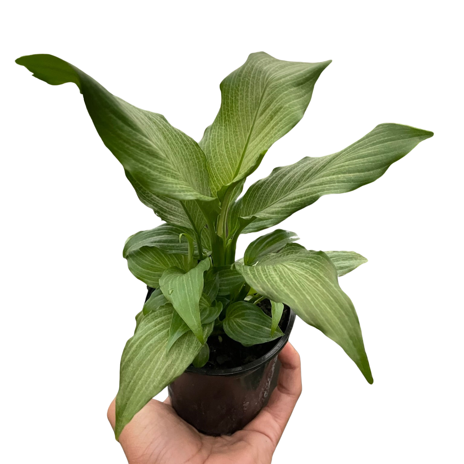 Spathiphyllum 'Platinum Mist'