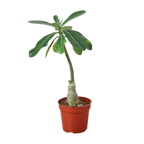 Desert Rose Succulent