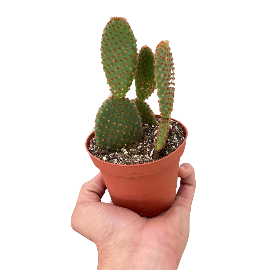 Bunny Ear Cactus