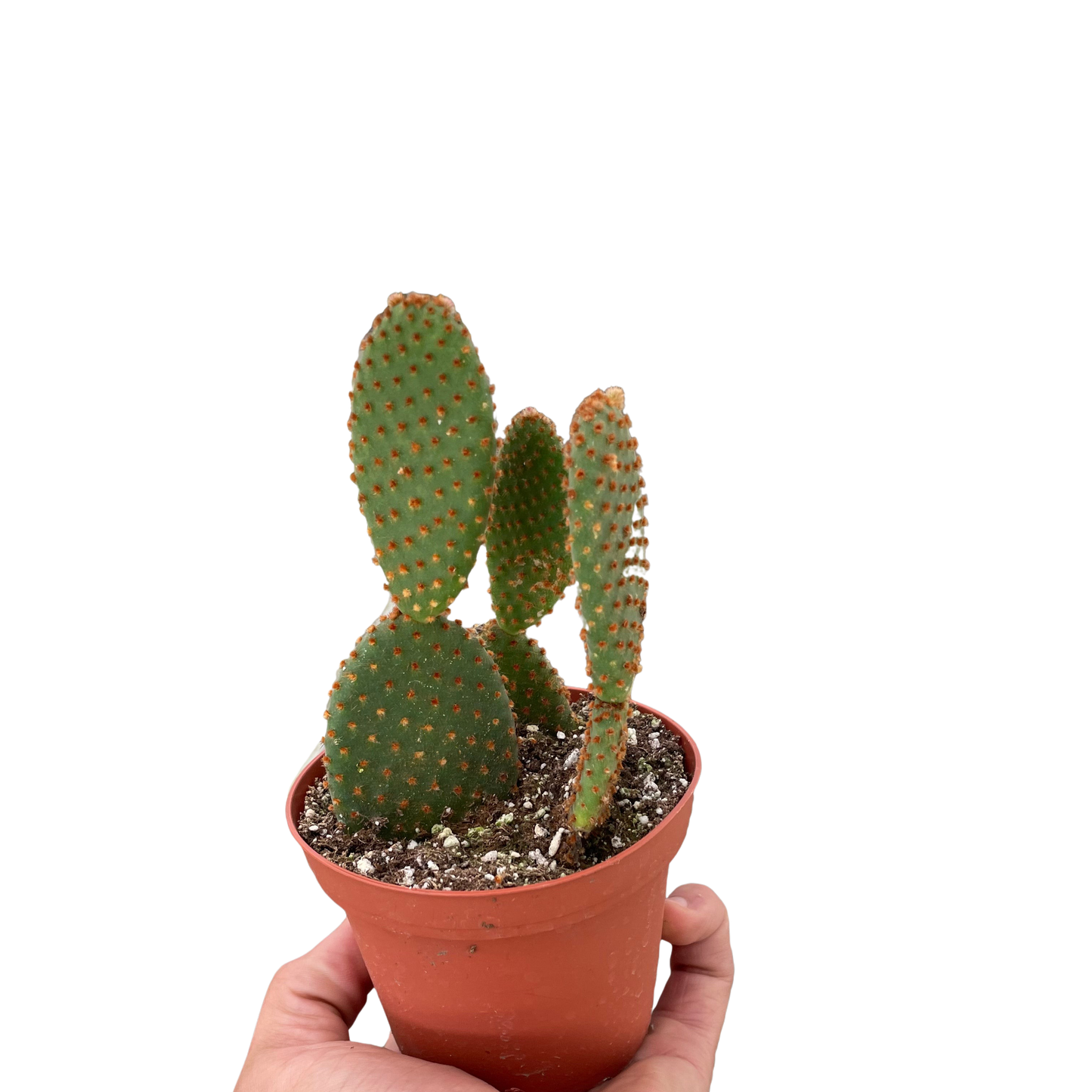 Bunny Ear Cactus