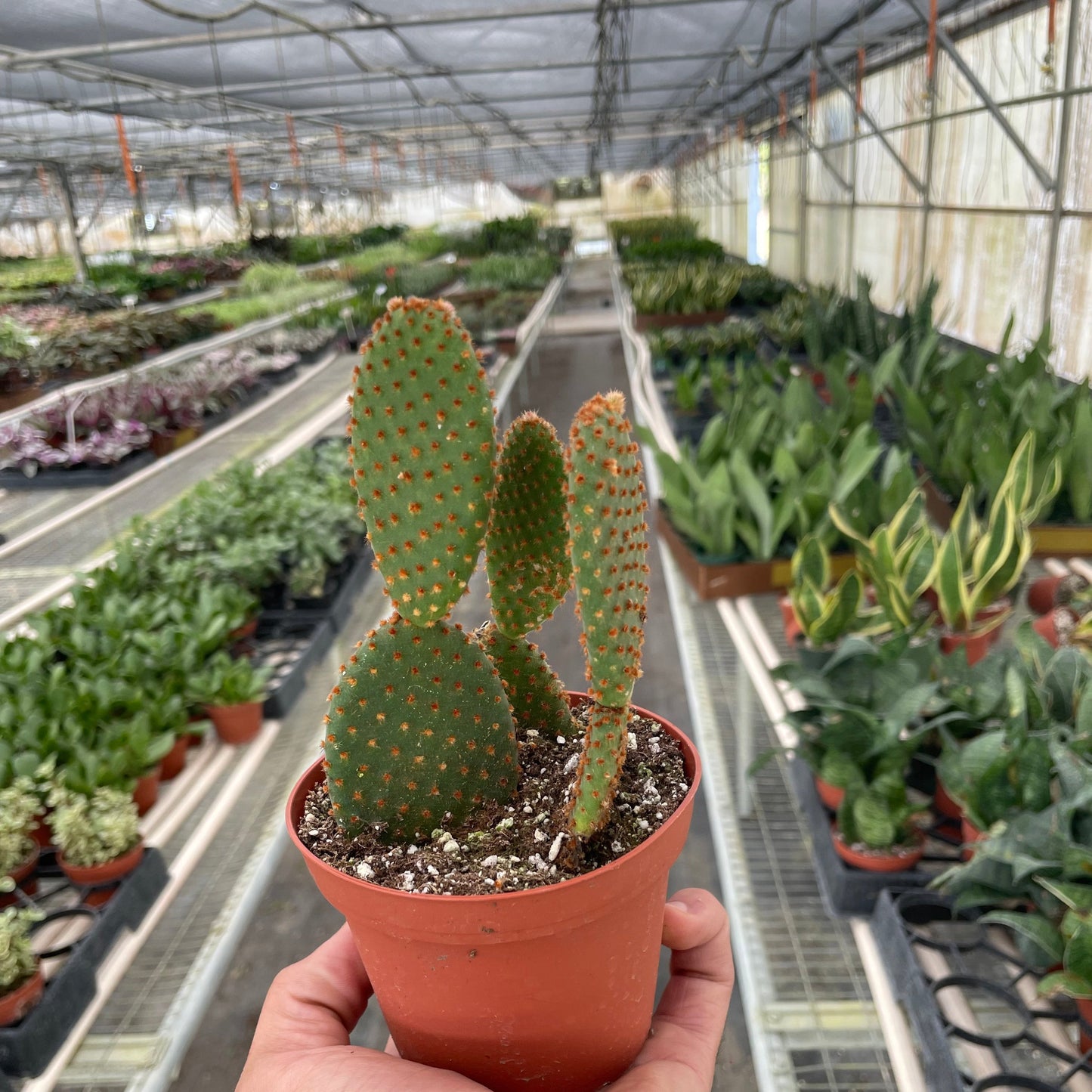 Bunny Ear Cactus 