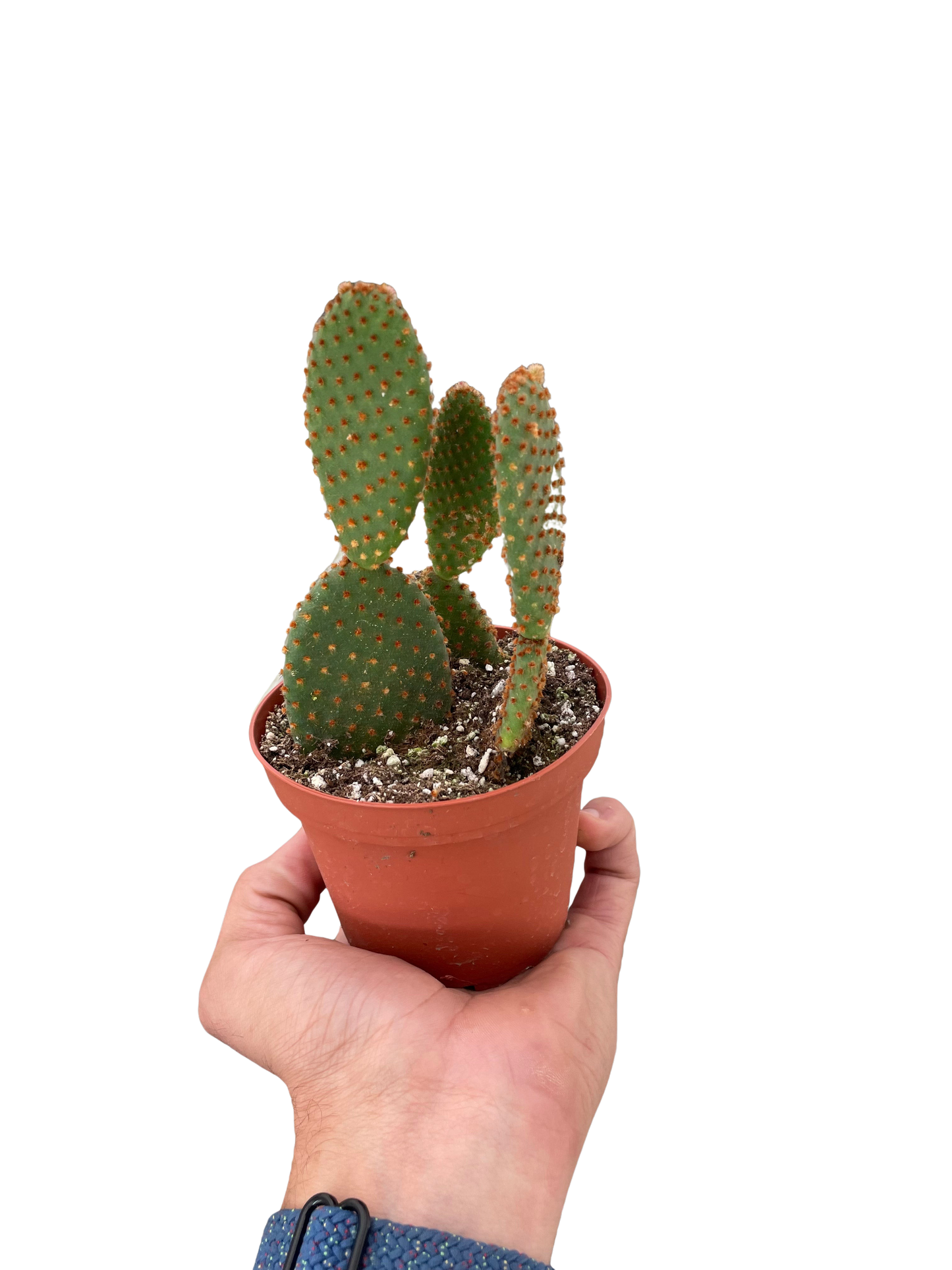 Bunny Ear Cactus