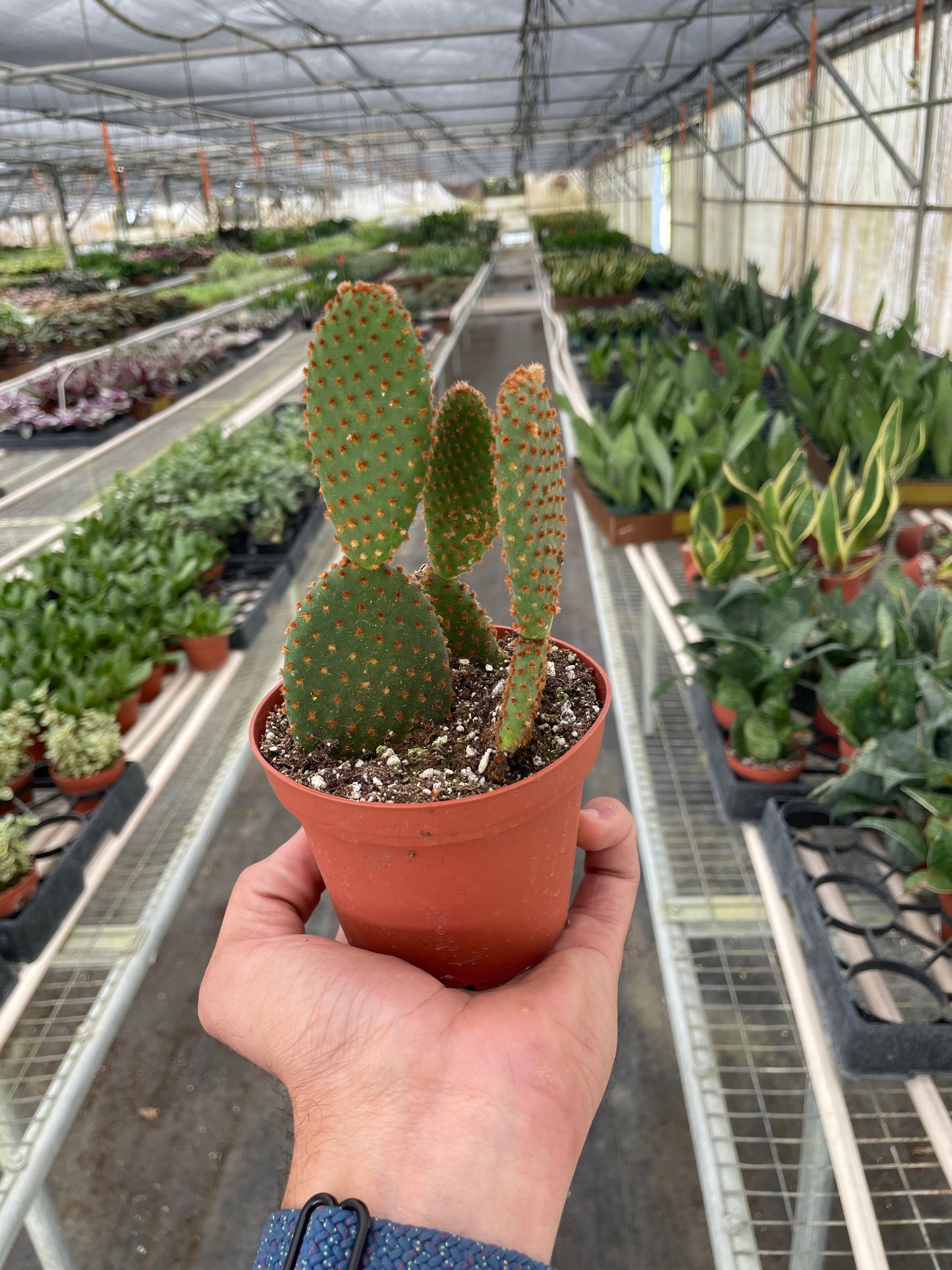 Bunny Ear Cactus