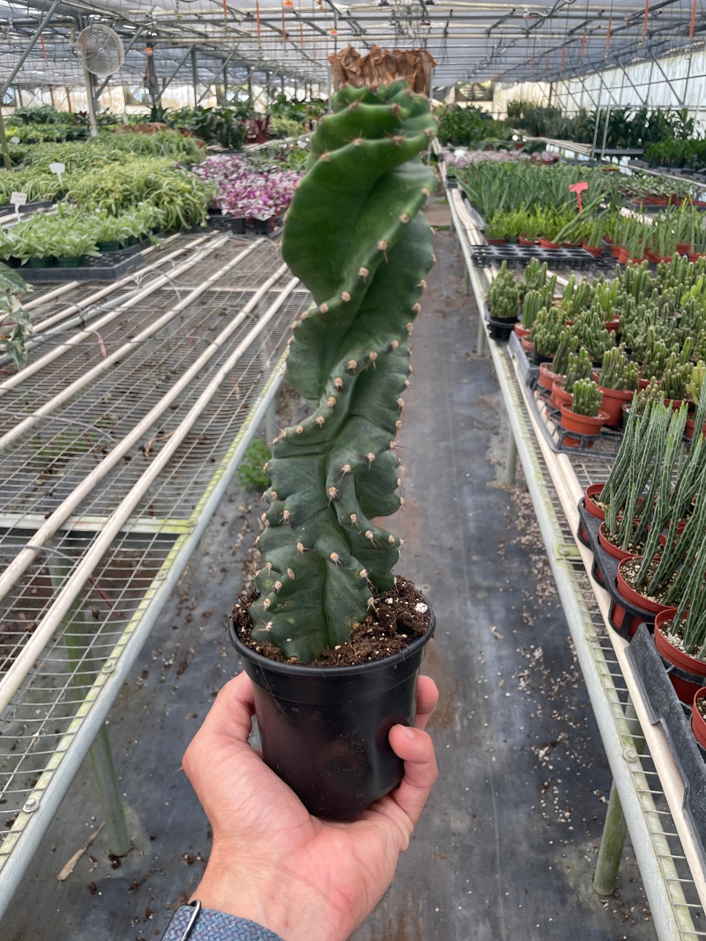 Spiral Cactus