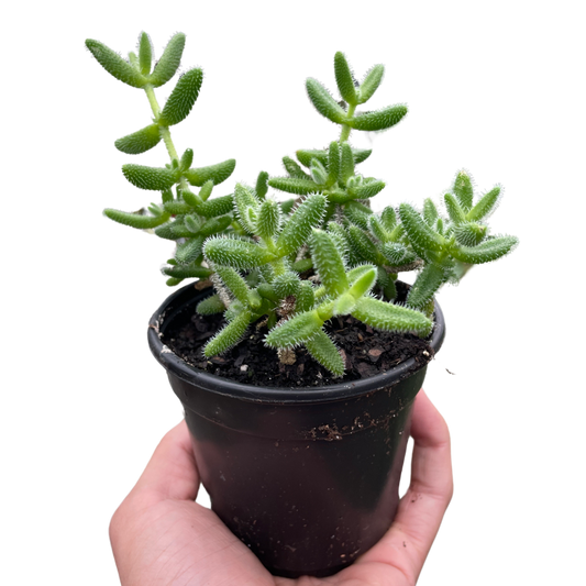 Pickle Plant Succulent