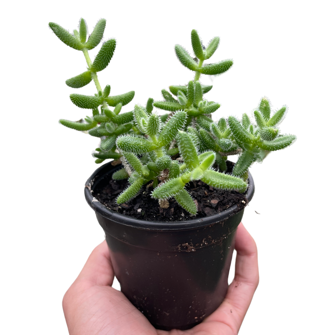 Pickle Plant Succulent