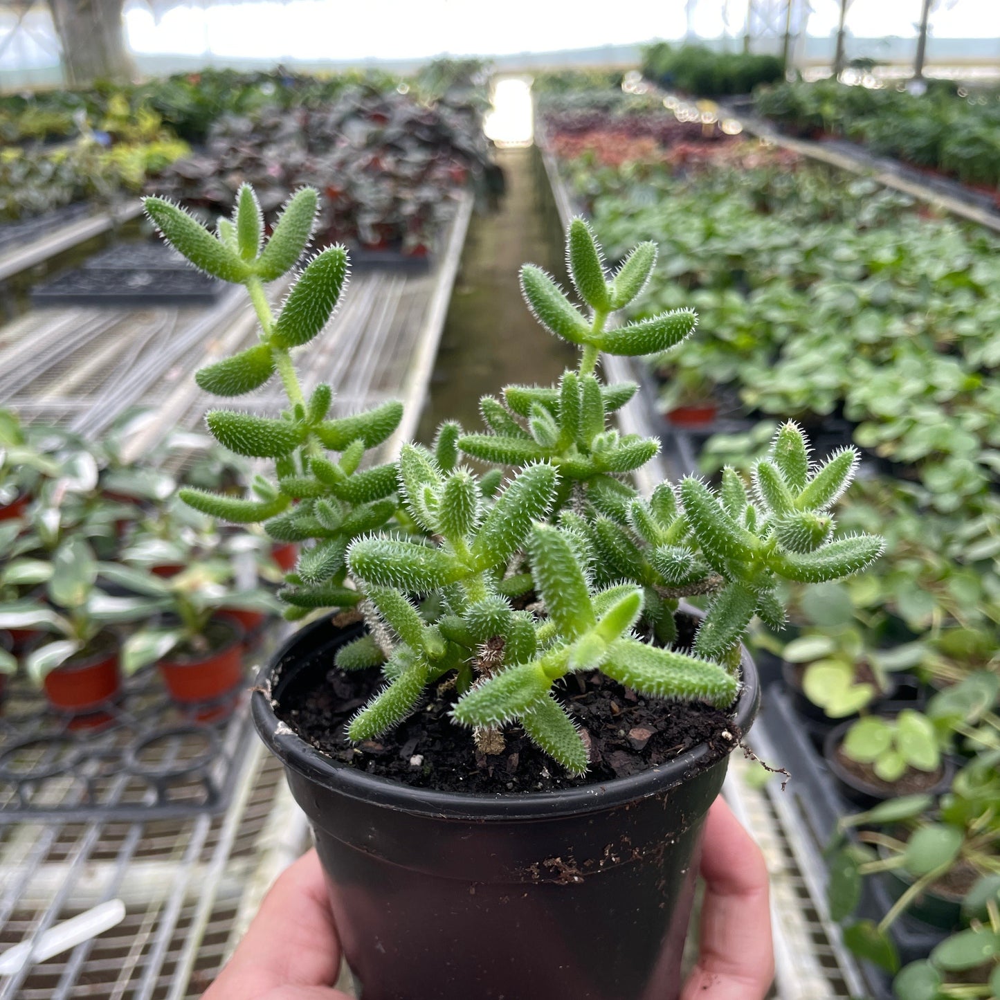 Delosperma echinatum 'Pickle Plant'