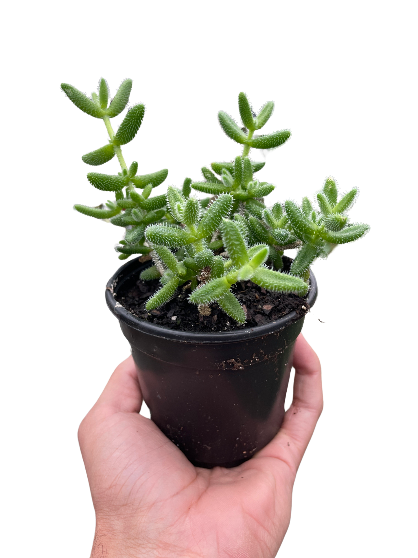 Pickle Plant Succulent