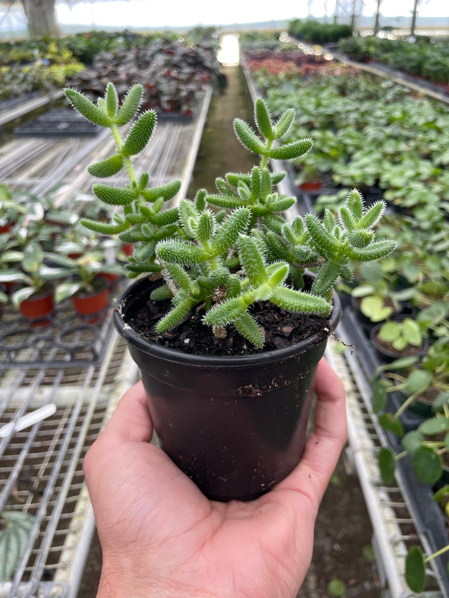 Pickle Plant Succulent