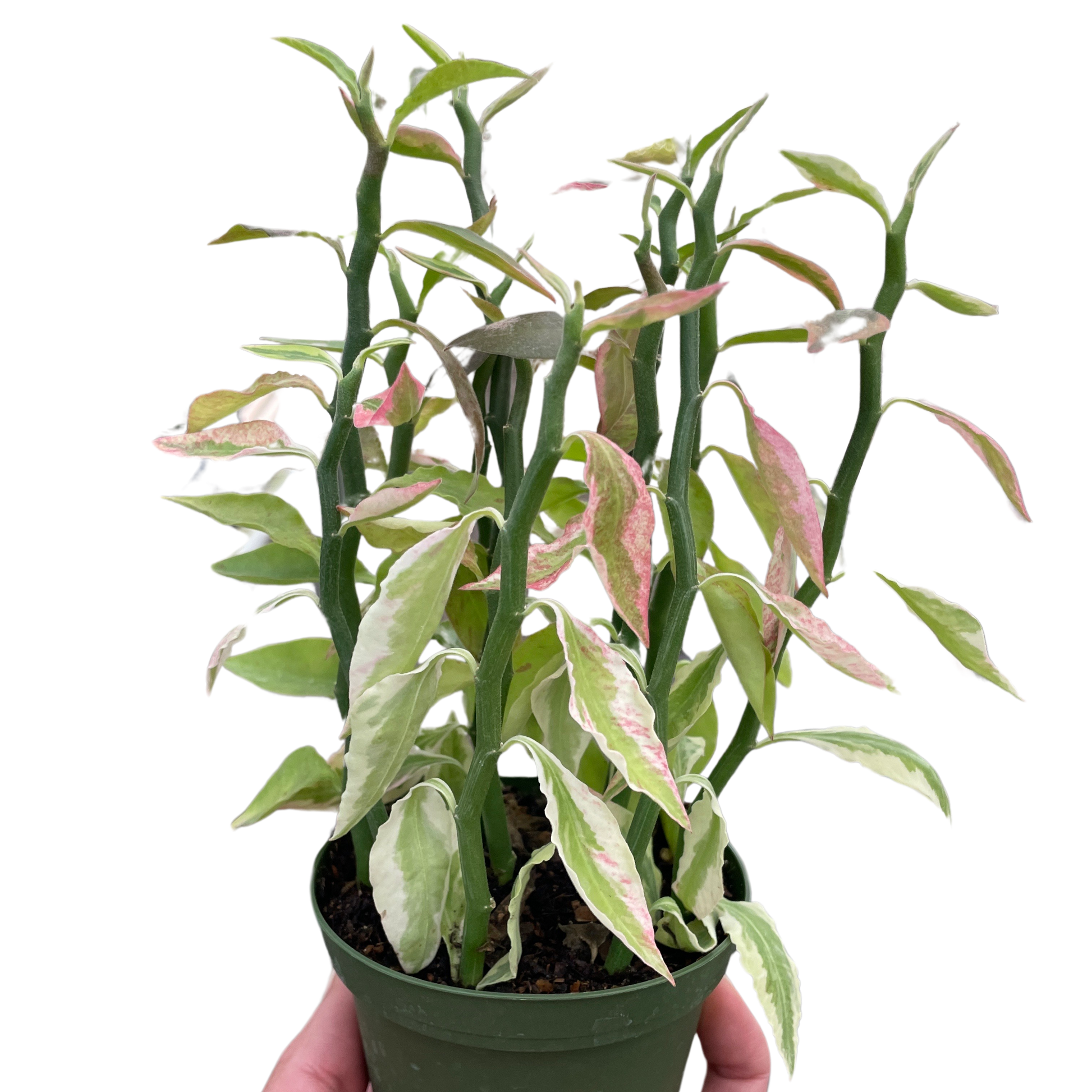 Variegated Devil's Backbone Euphorbia 4"