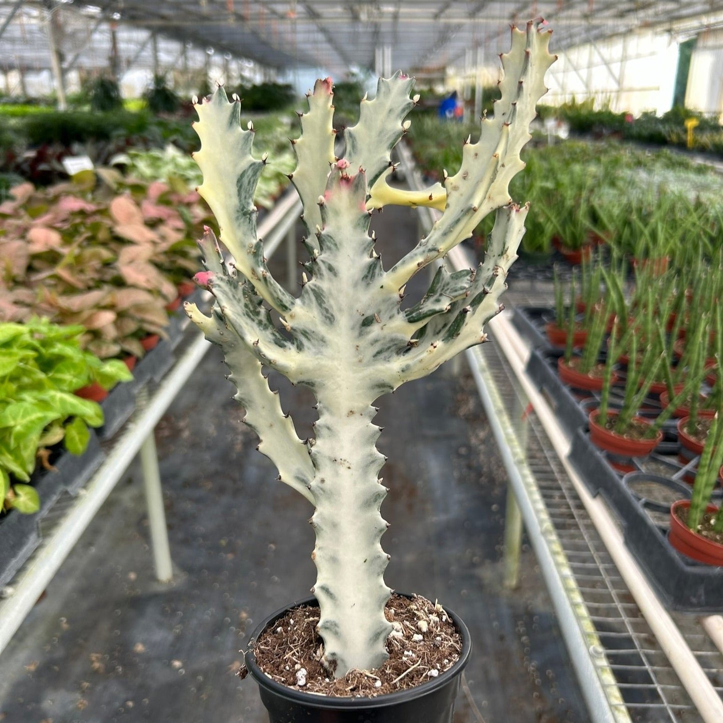 Succulent Euphorbia 'Dragon Bone' 4"