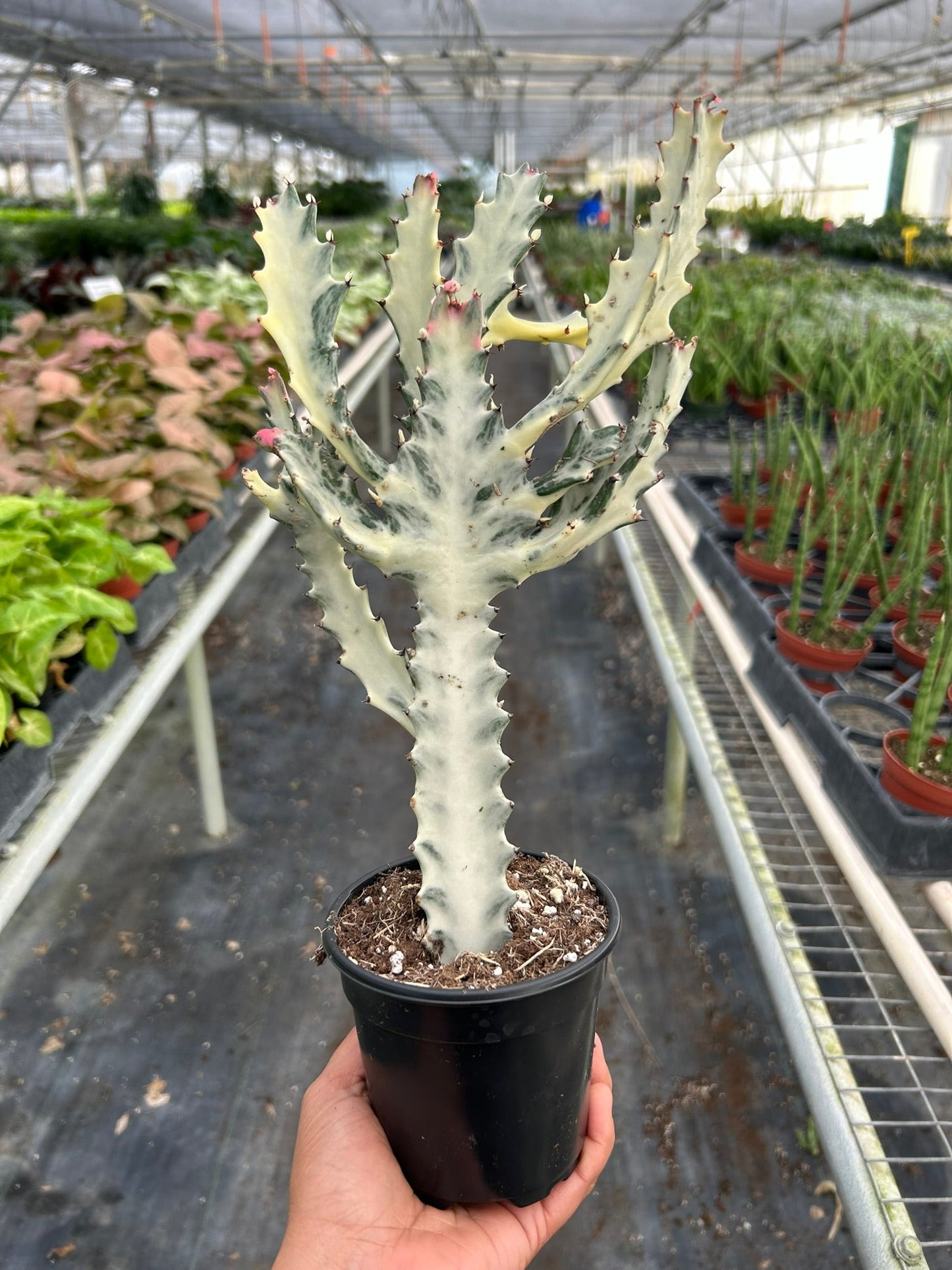 Euphorbia 'Dragon Bone'