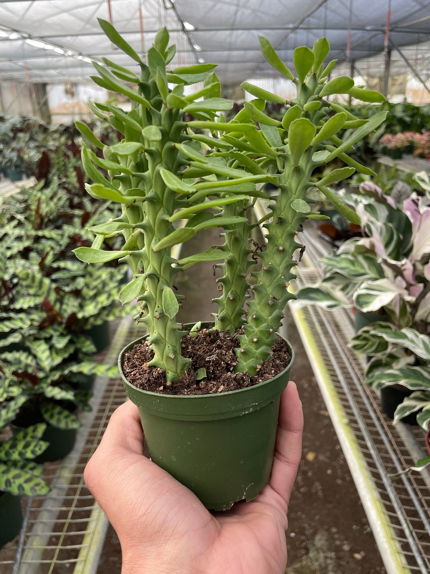 Euphorbia Sausage Spurge