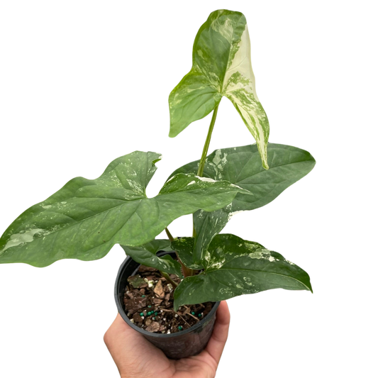 Syngonium Albo 4"