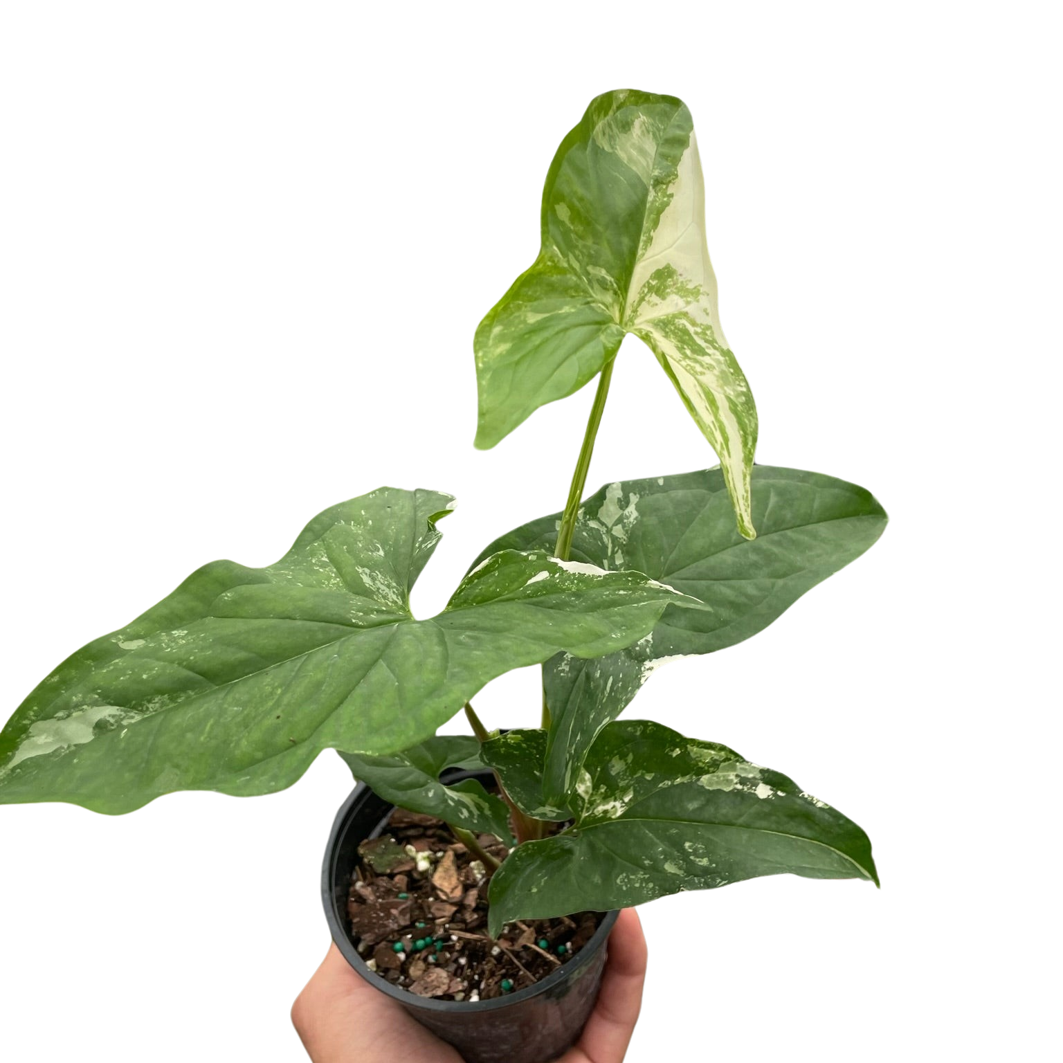 Syngonium Albo 4"