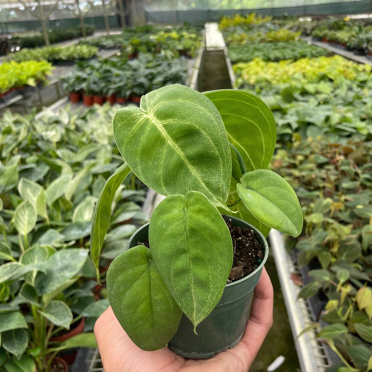 Syngonium 'Ice Frost'