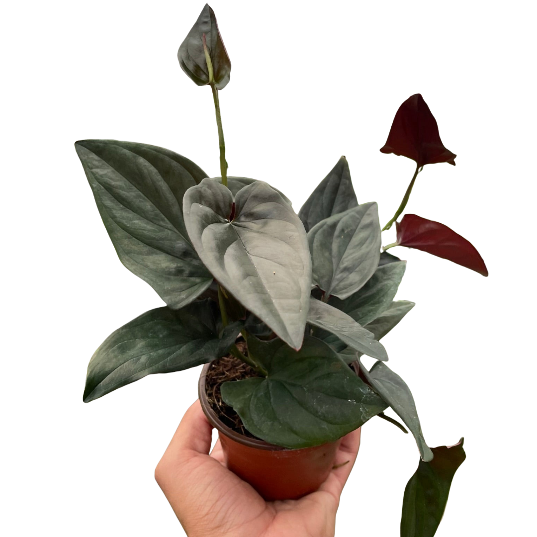 Syngonium 'Red Arrow'