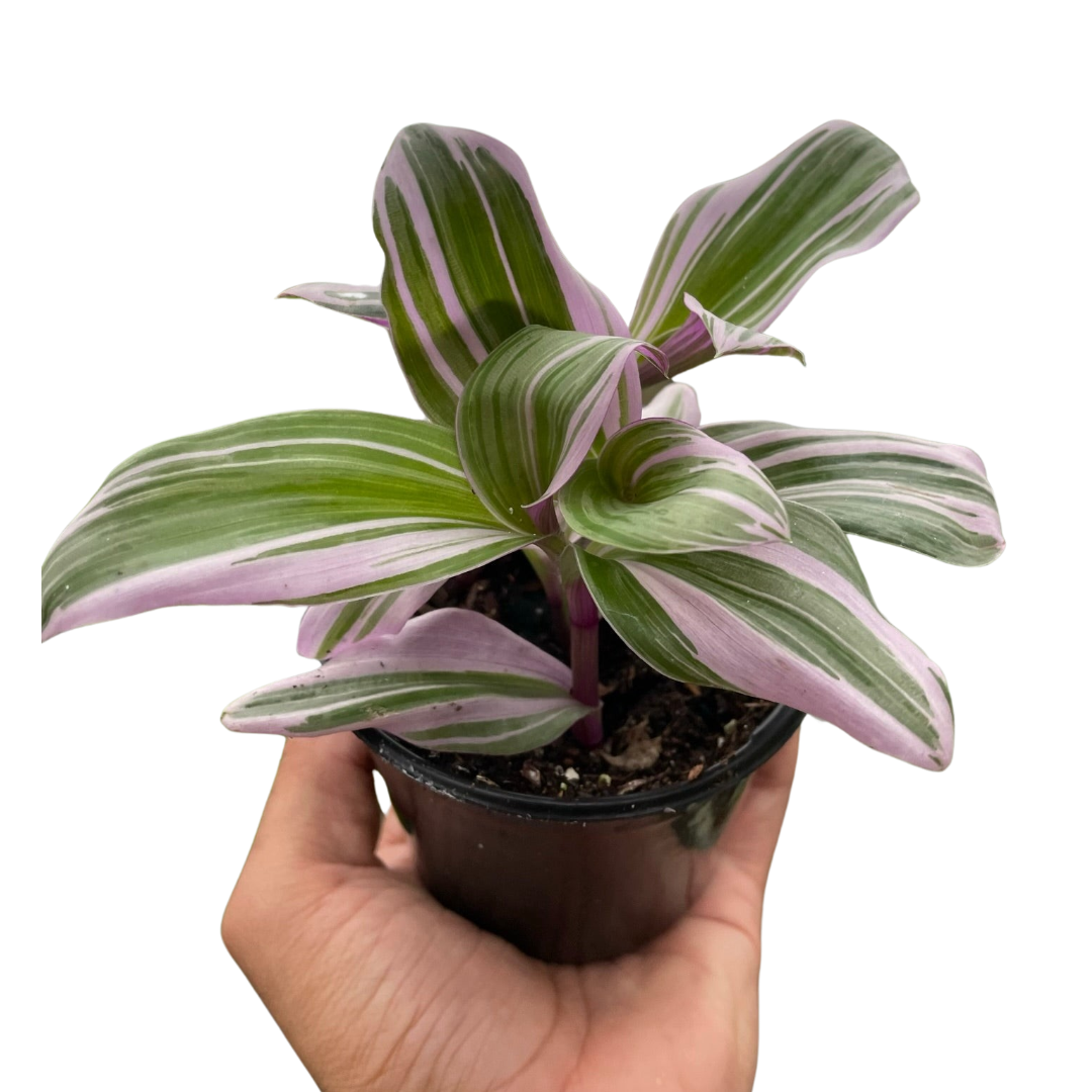 Nanouk Tradescantia