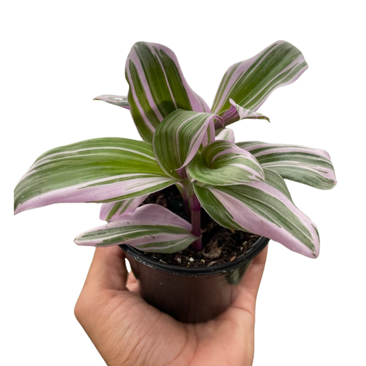 Nanouk Tradescantia